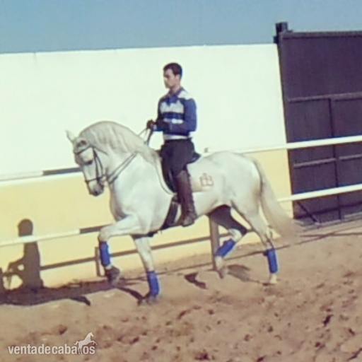 Lusitano