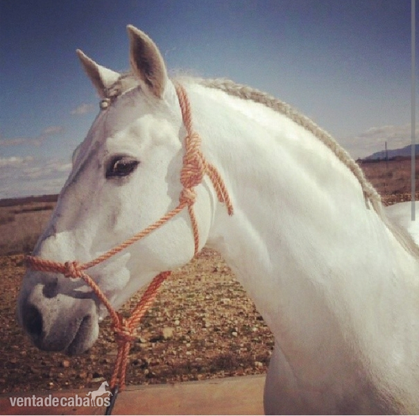 Lusitano {TYPE}