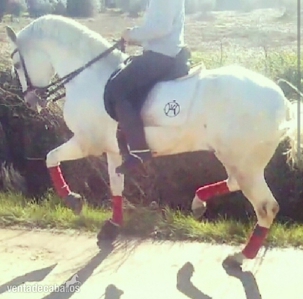 Caballos Enteros Lusitano - VENTA DE CABALLO