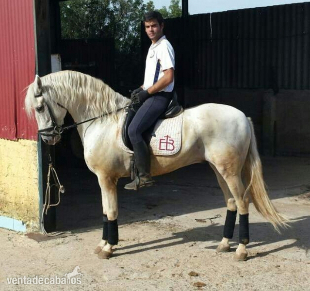 VENTA DE CABALLO - Caballos Enteros Lusitano