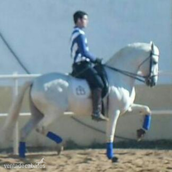 VENTA DE CABALLO - Lusitano