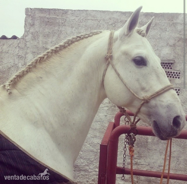VENTA DE CABALLO - Caballos Enteros