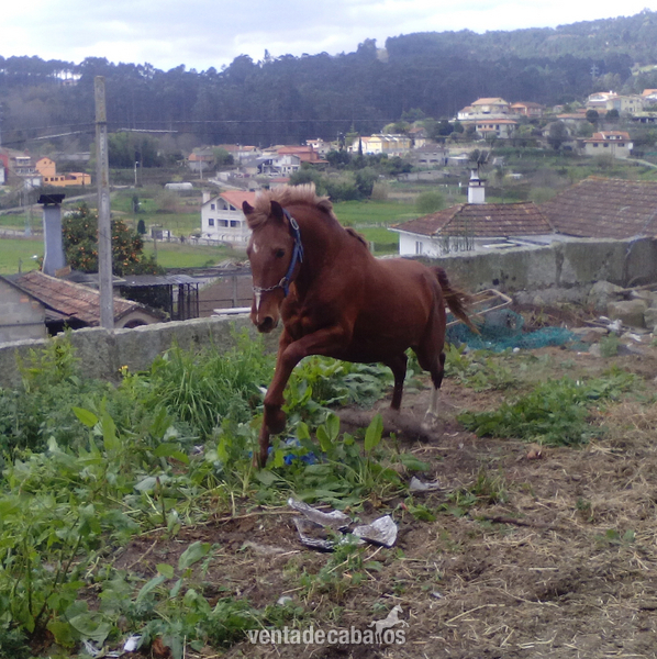 Se vende caballo alazan de 4años in 