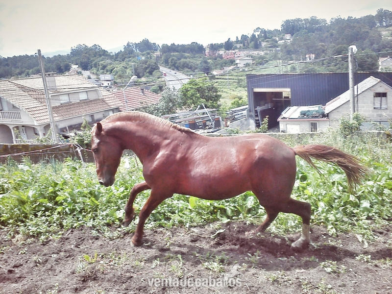 Caballos Enteros Cruzado - Se vende caballo alazan de 4años