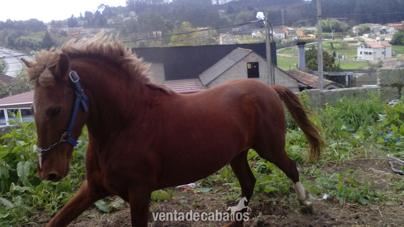Se vende caballo alazan de 4años - Caballos Enteros Cruzado