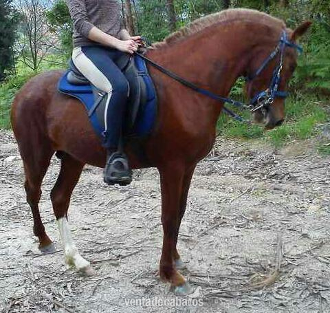 Se vende caballo alazan de 4años - Cruzado