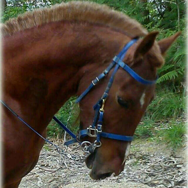 Se vende caballo alazan de 4años - Caballos Enteros