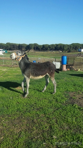 Vendo o cambio burro por algo que interese in 
