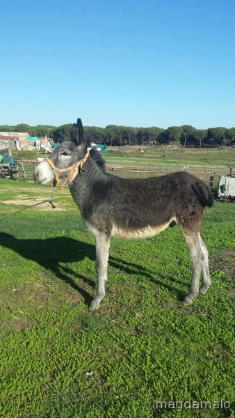 Andaluz