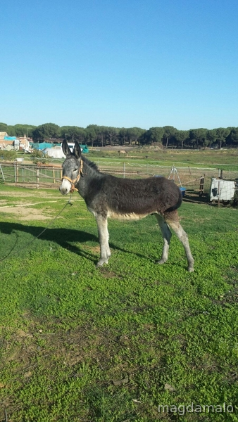 Andaluz {TYPE}