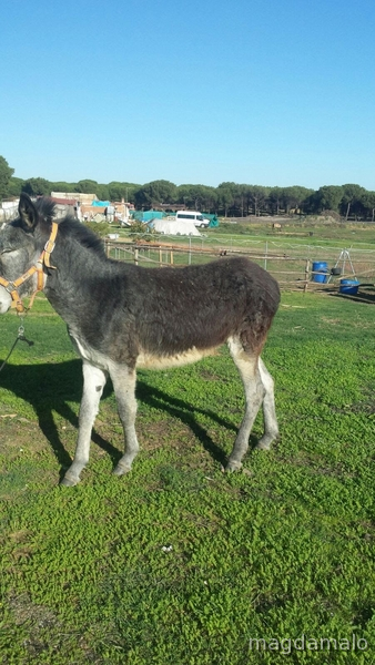 Vendo o cambio burro por algo que interese - Burros Andaluz