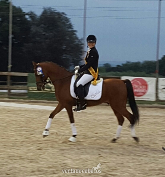 Caballos Árabes Arabe - PONI CAMPEÓN DOMA CLÁSICA