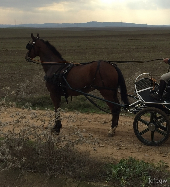 Caballos Capados PRAa - Pura Raza Anglo Árabe