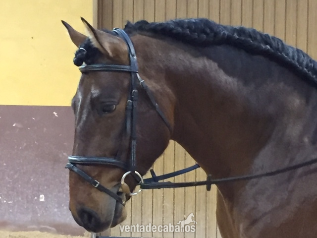 Caballos Pura Raza Española (P.R.E.) Pura Raza Española - Caballo castaño PRE