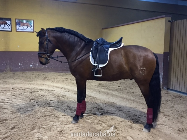 Caballo castaño PRE - Pura Raza Española