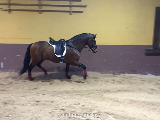 Caballo castaño PRE - Caballos Pura Raza Española (P.R.E.)