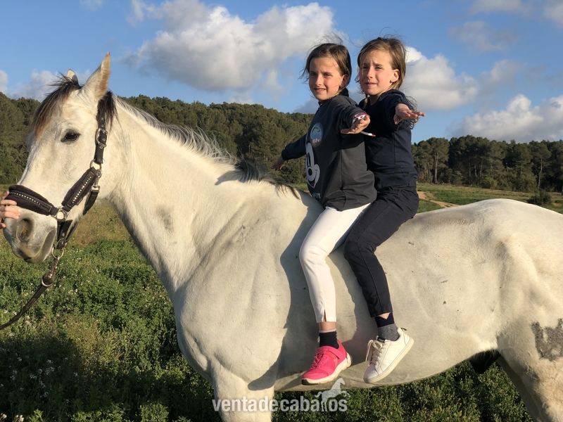caballo anglo arabe 10 años in 