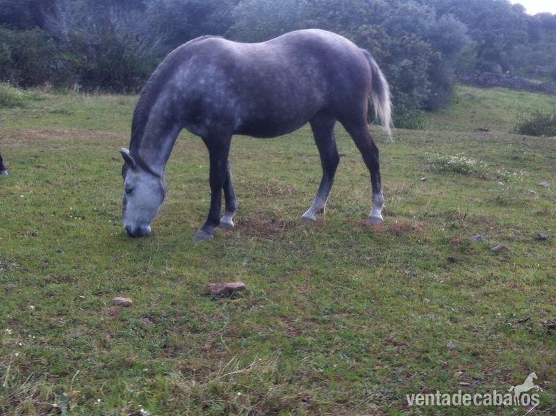 Lusitano
