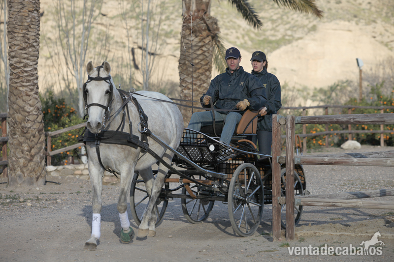 Caballos Pura Raza Española (P.R.E.) Pura Raza Española - Yegua PRE Torda. Veterana XII montada y enganchada.
