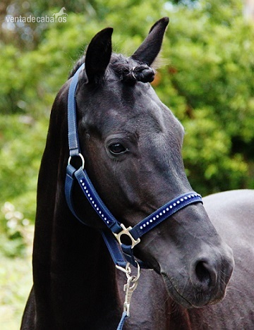 Elegante pony C negro Doma Clásica in 