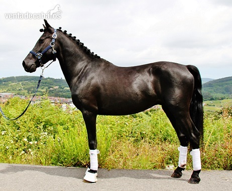Poni de Competicion / Deporte