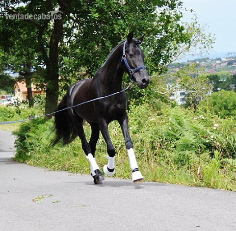 Poni de Competicion / Deporte {TYPE}