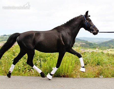 Ponis Pony Club Poni de Competicion / Deporte - Elegante pony C negro Doma Clásica
