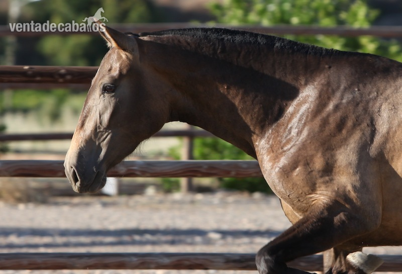 Caballos Pura Raza Española (P.R.E.) Pura Raza Española - Yegua PRE Baya. Gergal DM