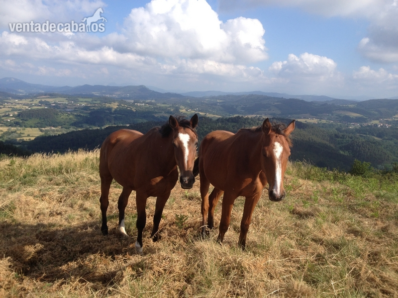 Caballo de Deporte Español (CDE) {TYPE}