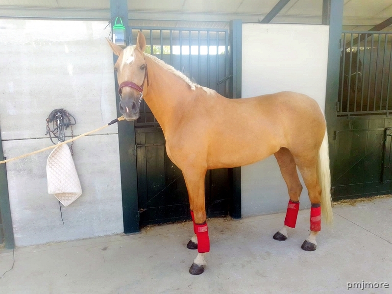 Hispano Lusa perla in 