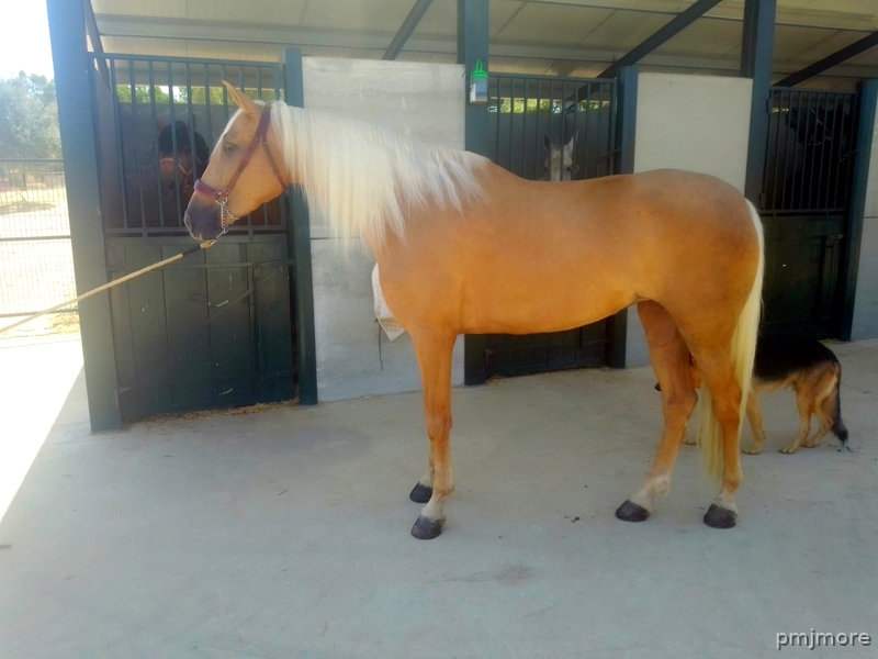 Hispano lusa