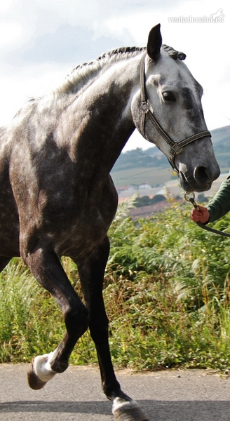 Caballos Capados Pura Raza Española - PRE compitiendo en Doma Clásica