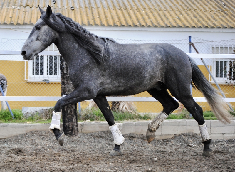 Caballos Pura Raza Española (P.R.E.) Pre  - Pre 4 años 