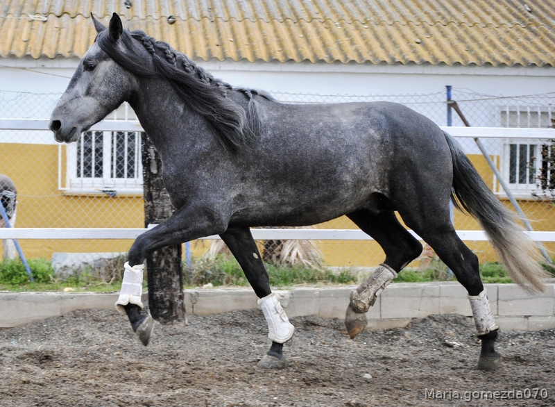 Caballos Pura Raza Española (P.R.E.) Pre  - Pre 4 años 