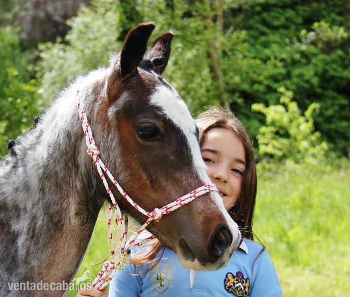 Precioso pony Welsh capa ruana in 