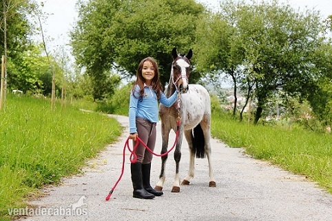 Poni de Competicion / Deporte