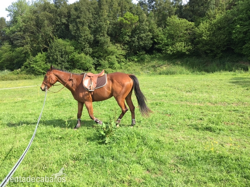 Caballo Pura sangre ingles in 