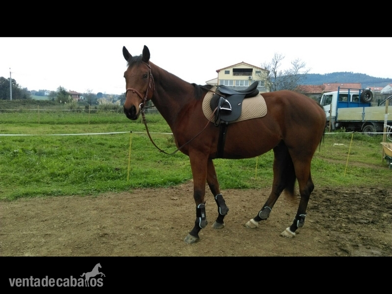 Caballos Capados Pura Sangre Inglés - Caballo Pura sangre ingles