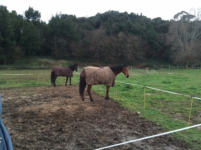 Caballo Pura sangre ingles - Caballos Capados Pura Sangre Inglés