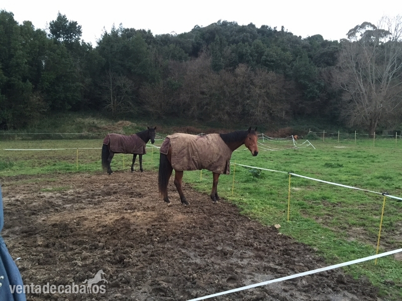 Caballo Pura sangre ingles - Caballos Capados Pura Sangre Inglés