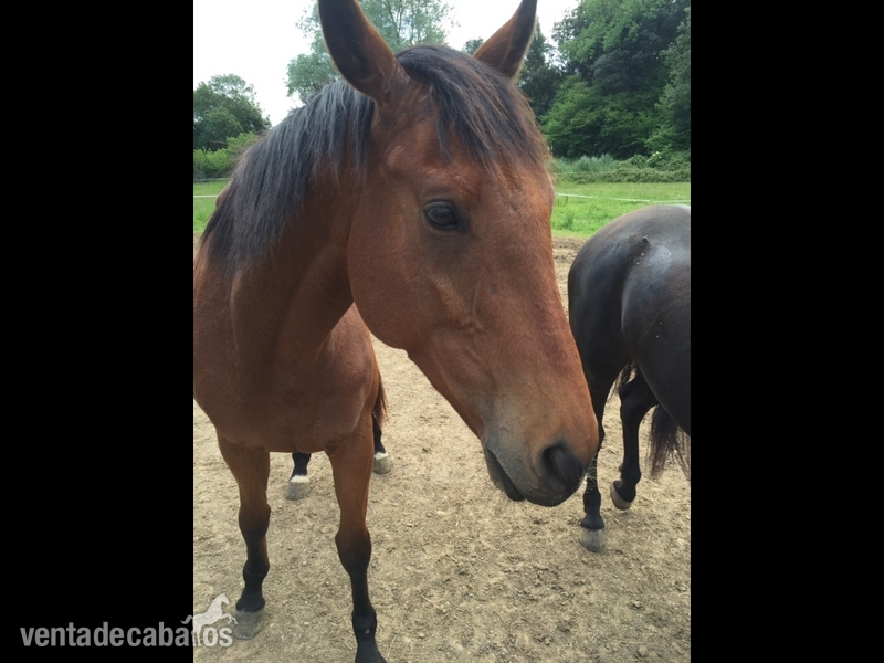Caballo Pura sangre ingles - Pura Sangre Inglés