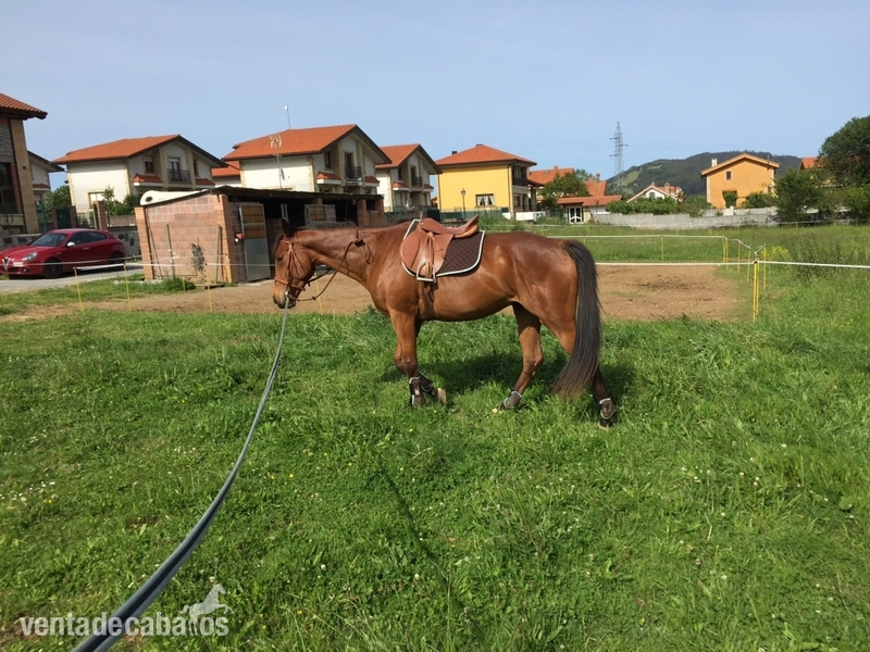 Caballo Pura sangre ingles - Caballos Capados