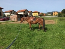 Caballo Pura sangre ingles
