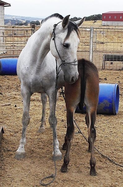 Caballos Pura Raza Española (P.R.E.) Pura Raza Española - Se vende yegua de cría