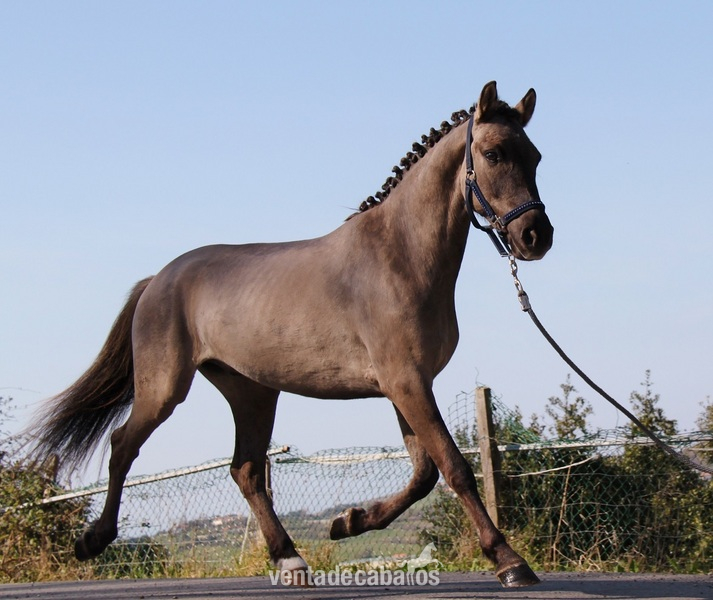 Espectacular pony capa ruano Doma Clásica in 
