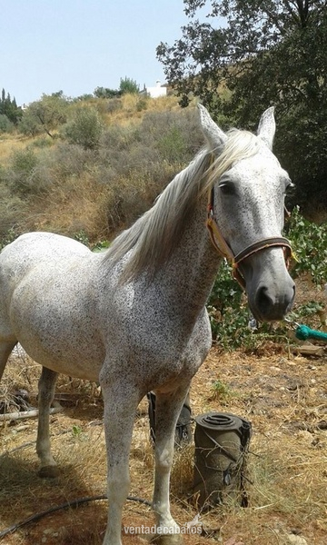 Sweet and Mature PRE Mare in 