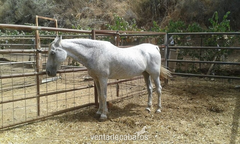 Yeguas Pura Raza Española - Sweet and Mature PRE Mare