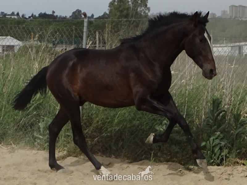 Caballos Pura Raza Española (P.R.E.) Pura Raza Española - Potro PRE hijo de NAPOLEÓN CANDAU