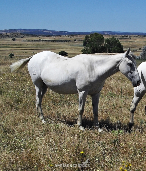 Se vende yegua de cria in 