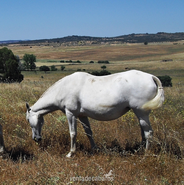 Caballos Pura Raza Española (P.R.E.) Pura Raza Española - Se vende yegua de cria